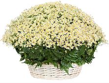 Цветочная композиция из Ромашки в корзине #REPLACE_PRED# Пшизове